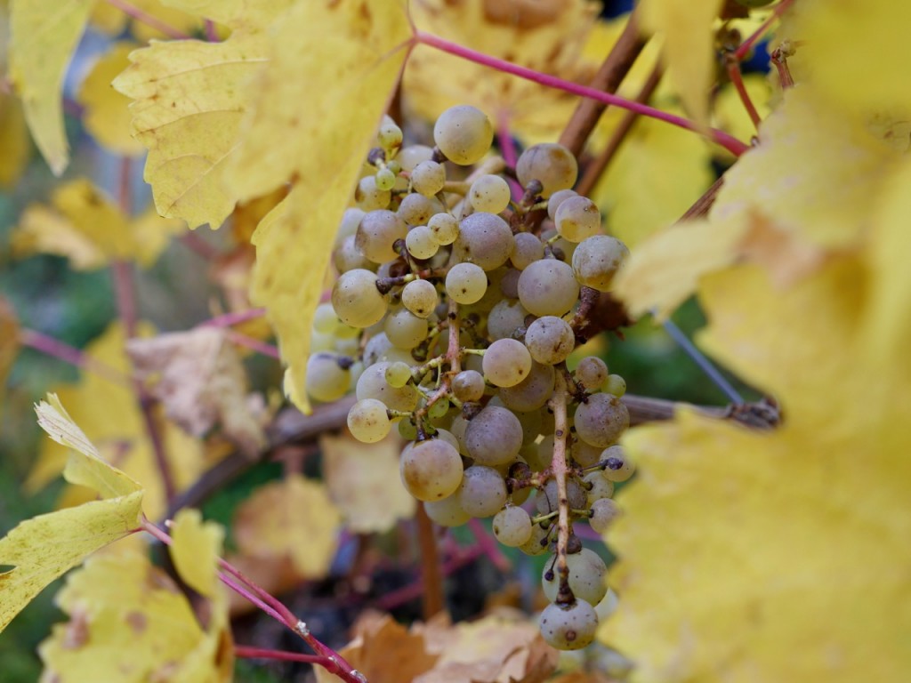 Einer der ersten smarten Weinberge befindet sich im Landkreis Bernkastel-Wittlich. (Bild: Frank Feil)